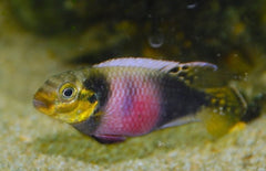 Pelvicachromis Subocellatus Matadi M Kersebuik cichlide