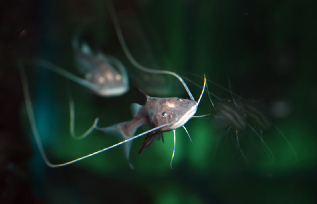 Brachyplatystoma capapretum s-piraiba meerval