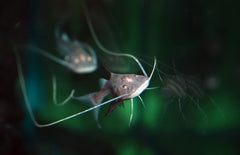 Brachyplatystoma Capapretum S Piraiba Meerval