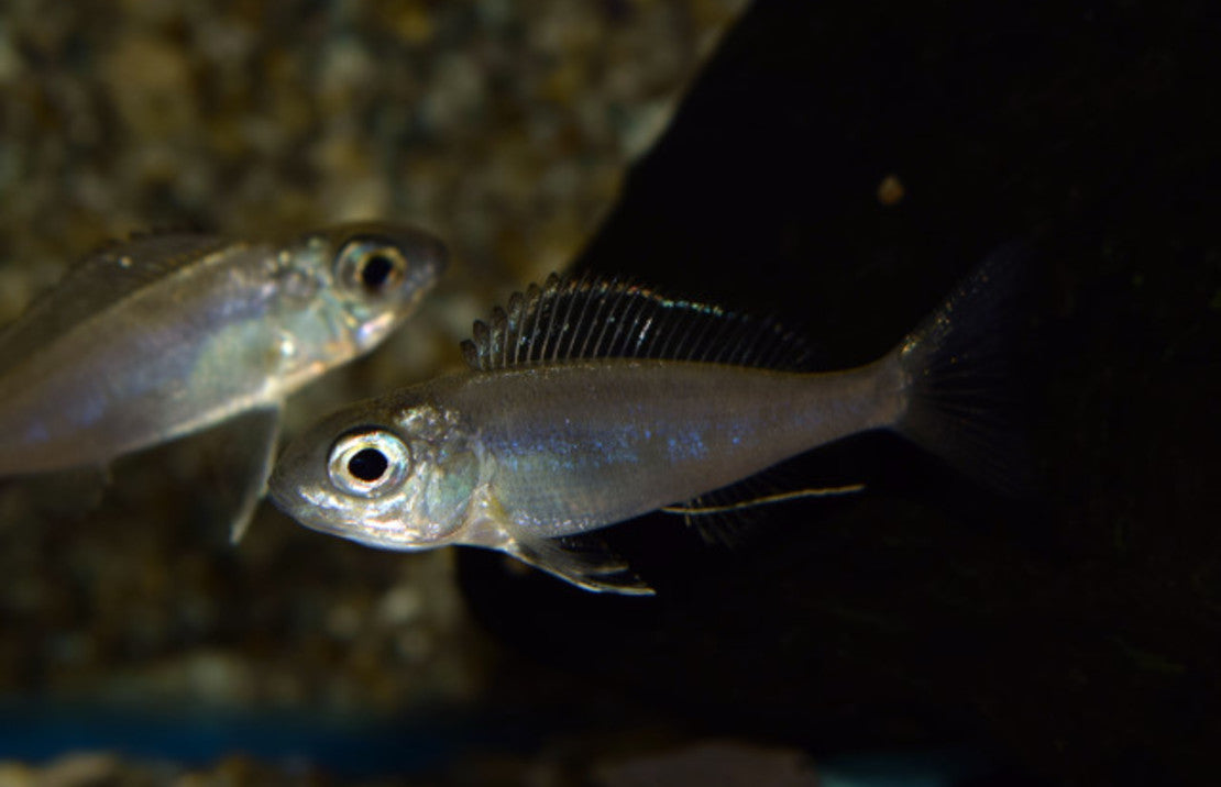 Cyathopharynx furcifer S Tanganyika Cichlide Furcifer