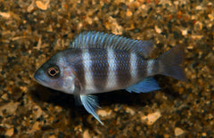 Cyphotilapia Frontosa Moba XL Tanganyika Bultkop Moba
