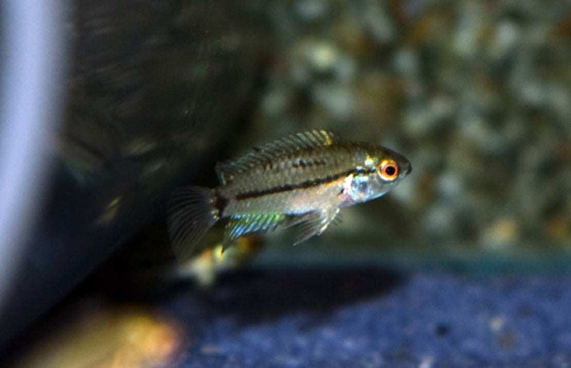 Apistogrammoides Pucallpaensis M Dwergcichlide Pucallpa