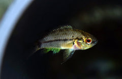 Apistogrammoides Pucallpaensis M Dwergcichlide Pucallpa