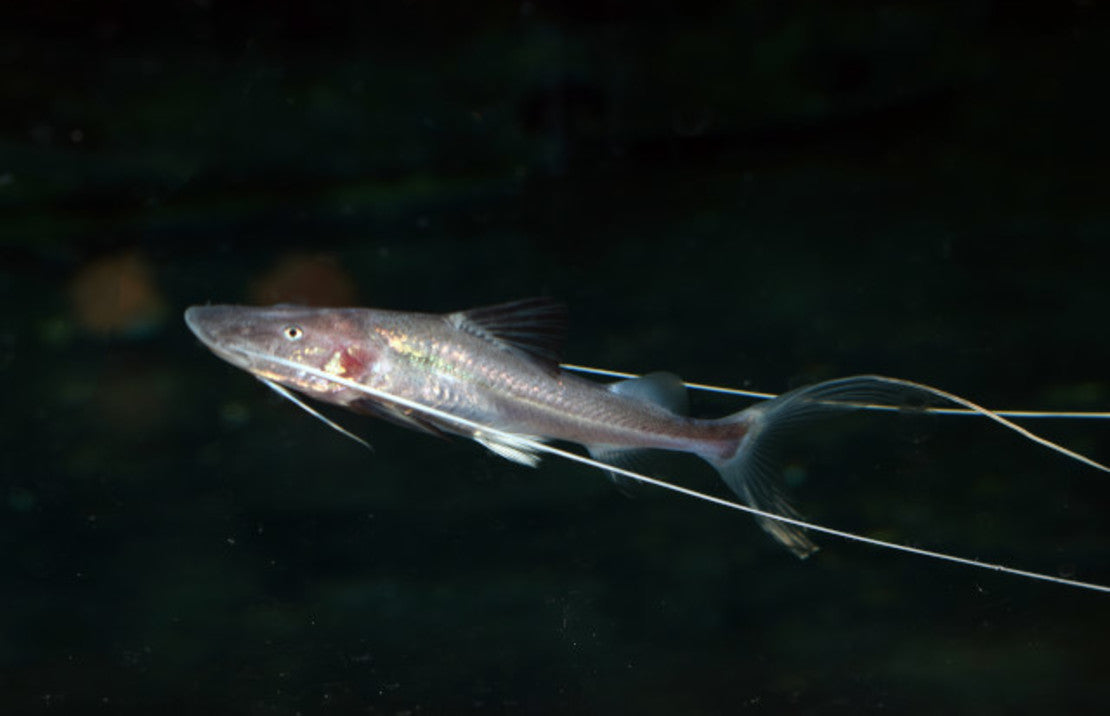 Brachyplatystoma capapretum s-piraiba meerval