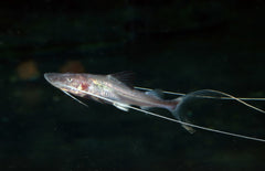 Brachyplatystoma Capapretum S Piraiba Meerval