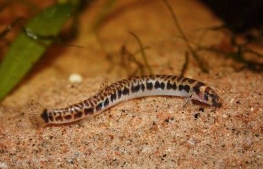 Pangio Shelfordii M Slangenvisje Shelfordii