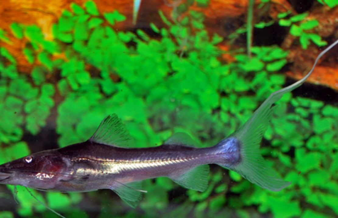 Brachyplatystoma rousseauxii S Dourada Meerval