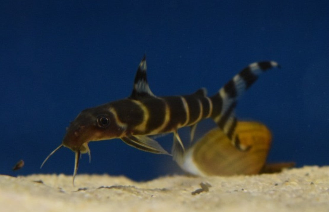 Synodontis Brichardi L Baardmeerval Brichardi