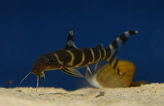 Synodontis Brichardi L Baardmeerval Brichardi