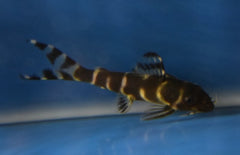 Synodontis Brichardi L Baardmeerval Brichardi