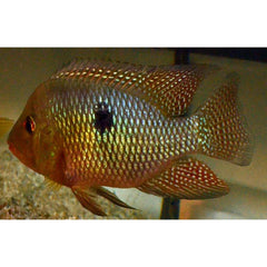 Geophagus Sp.tapajos Orange Head S