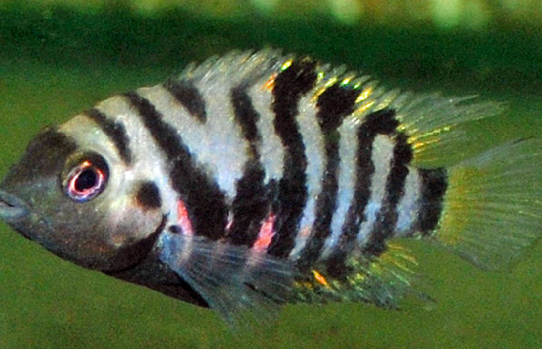 Amatitlania Nigrofasciata S Zebra Cichlide