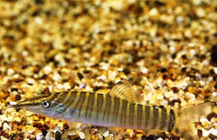 Syncrossus Hymenophysa M Tijgerbotia