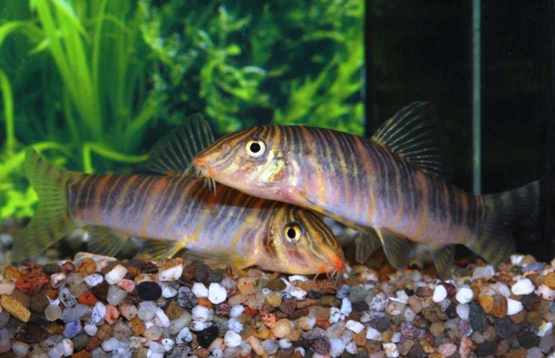 Botia striata (Gestreepte botia)