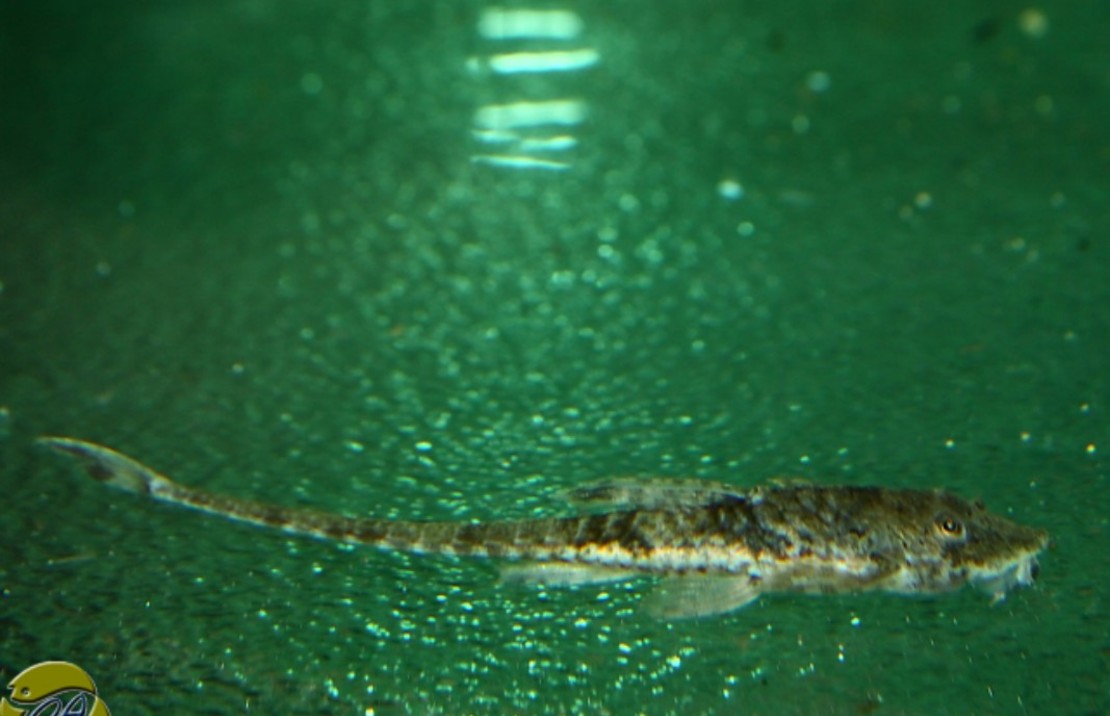 Rineloricaria Parva S Zweepstaart Parva
