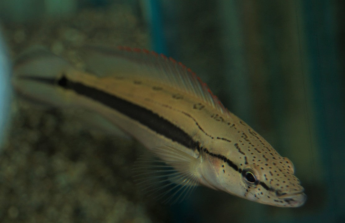 Crenicichla Lugubris Atabo (Red Pike Cichlide)