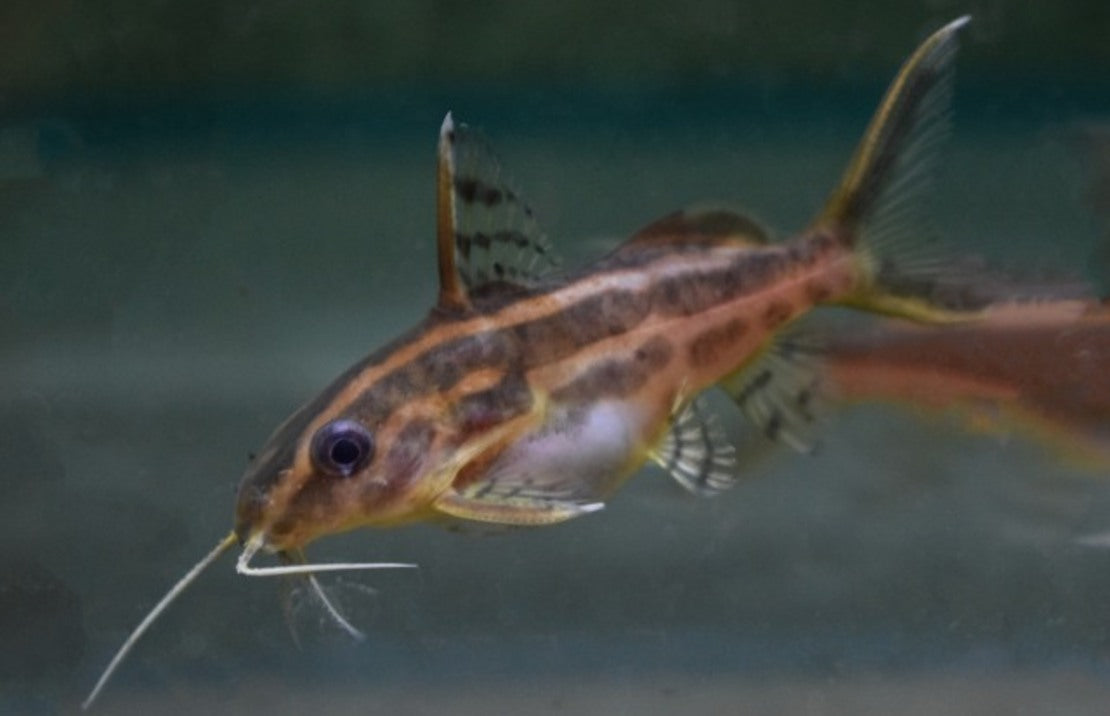 Synodontis Flavitaeniatus M Gestreepte Baardmeerval