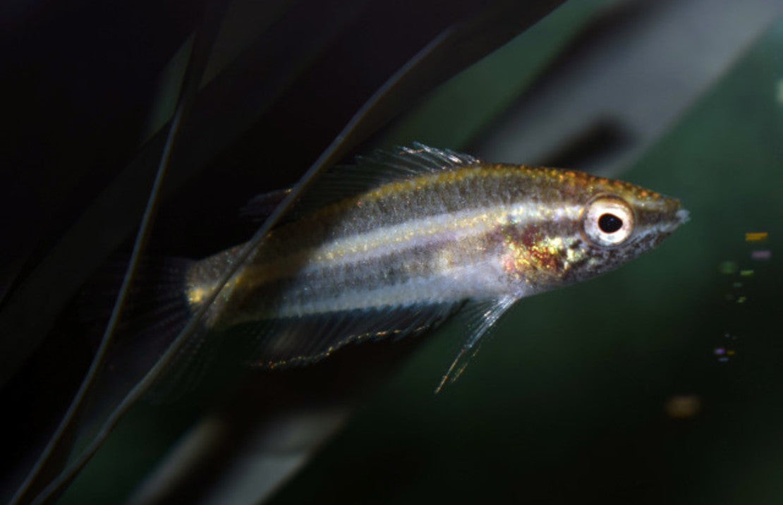 parosphromenus anjunganensis M Prachtgoerami Anjunganensis