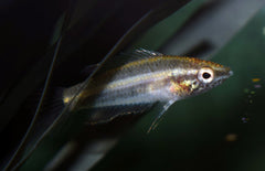 parosphromenus anjunganensis M Prachtgoerami Anjunganensis