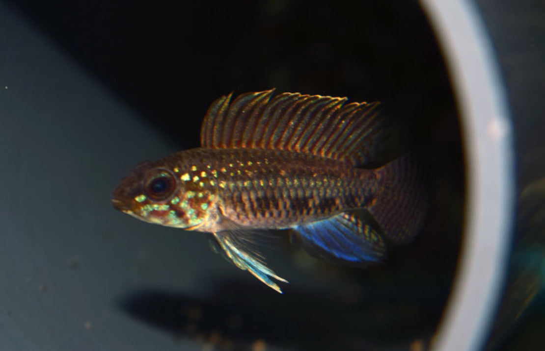 Apistogramma Lineata L Dwergcichlide Lineata