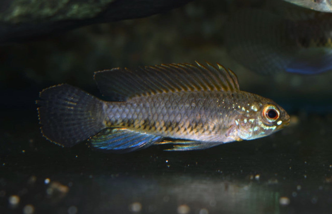 Apistogramma Lineata L Dwergcichlide Lineata