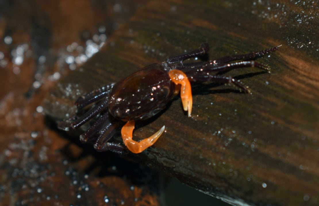 Lepidothelphusa sp. Orange Arm M Orange Arm Krab