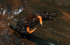 Lepidothelphusa Sp.orange Arm M Orange Arm Krab