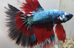 Betta Splendens Halfmoon Dragon Male XL Kempvis