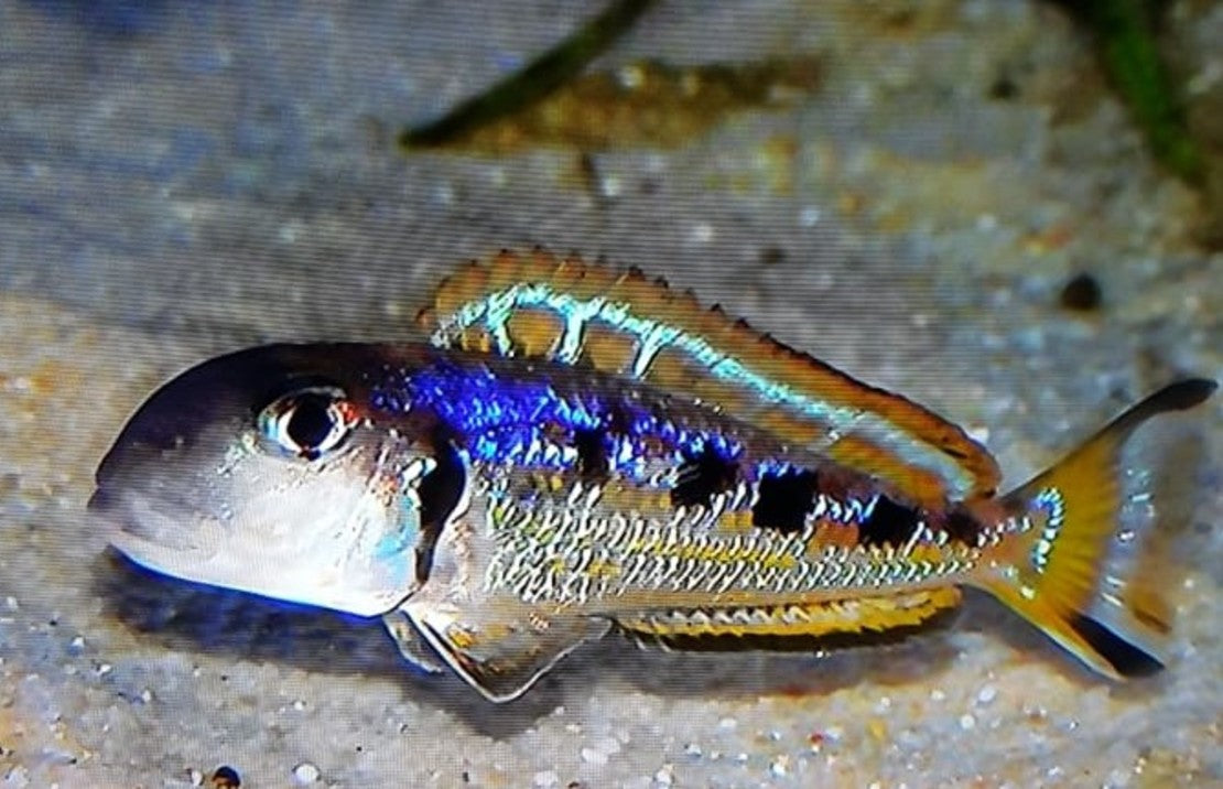 Xenotilapia ochrogenys Singularis F1 Tanganyika Cichlide Ochrogenys S