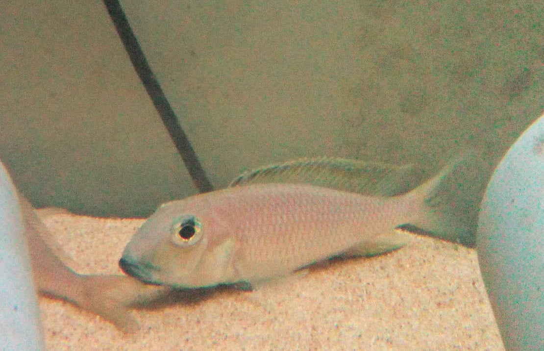 Xenotilapia Sima Isanga S Tanganyika Cichlide Sima