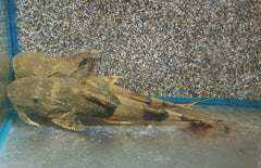 Bagarius Yarrelli S Giant Devil Catfish