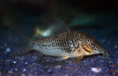 Corydoras Sarareensis L Pantsermeerval Sarareensis