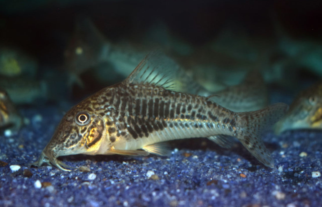 Corydoras sarareensis L Pantsermeerval sarareensis