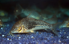 Corydoras Sarareensis L Pantsermeerval Sarareensis