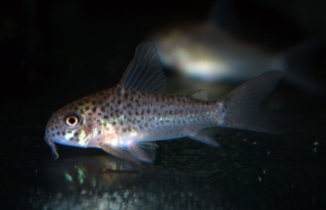 Corydoras Xinguensis M Pantsermeerval Xinguensis