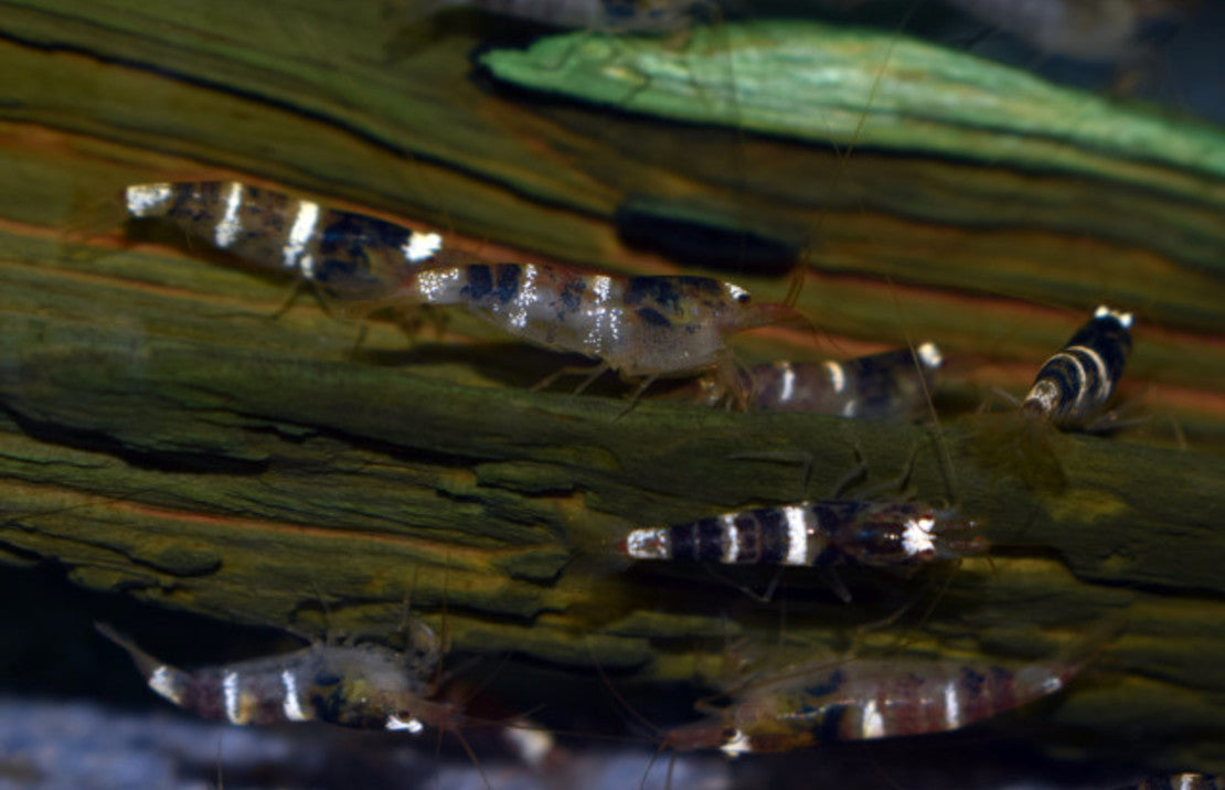 Caridina Sp. Black & White M Zwart Wit Garnaal Vietnam