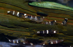 Caridina Sp. Black & White M Zwart Wit Garnaal Vietnam