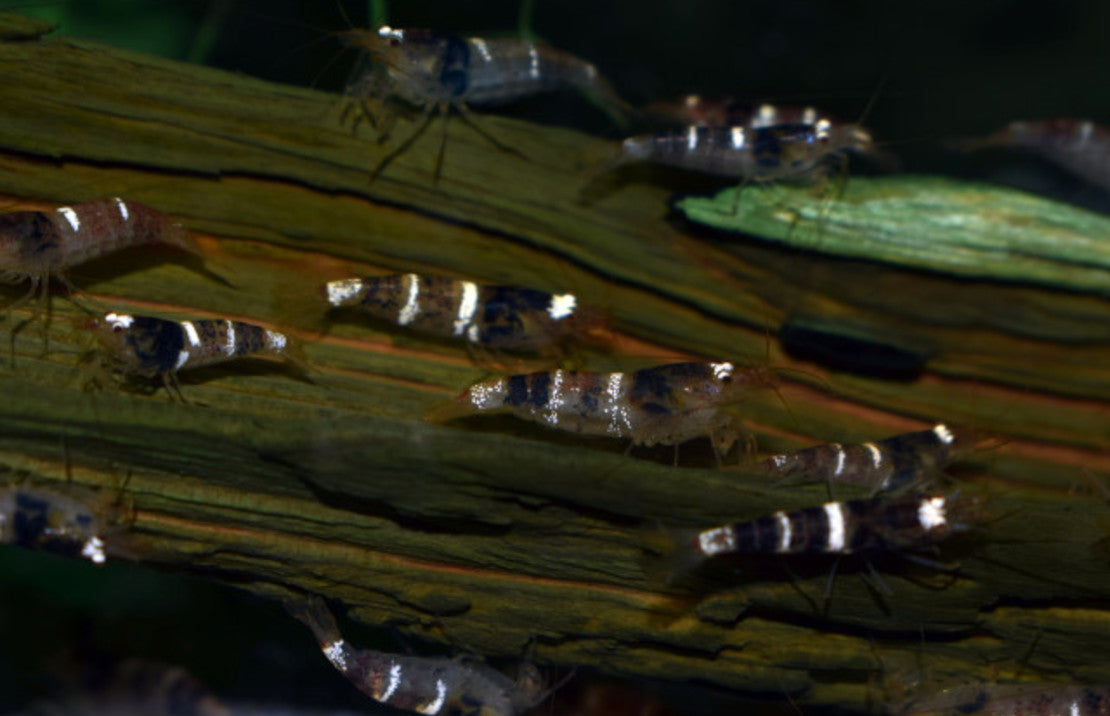 Caridina Sp. Black & White M Zwart Wit Garnaal Vietnam