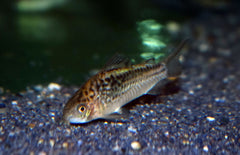 Corydoras Sp. Cw095 M Pantsermeerval Cw095