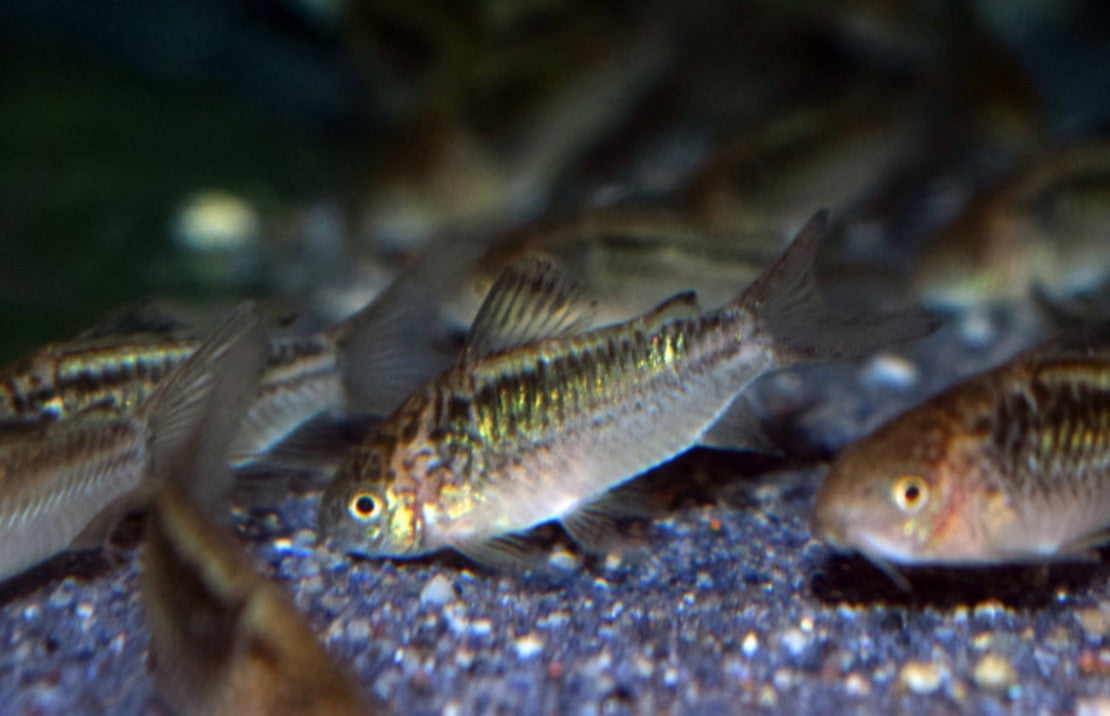 Corydoras Sp. Cw095 M Pantsermeerval Cw095