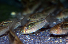 Corydoras Sp. Cw095 M Pantsermeerval Cw095