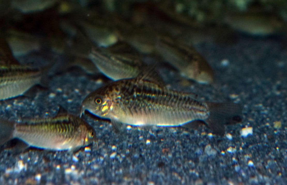 Corydoras Sp. Cw095 M Pantsermeerval Cw095