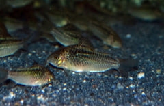 Corydoras Sp. Cw095 M Pantsermeerval Cw095