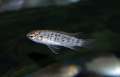 Badis Ruber M Burmese Dwergbaars