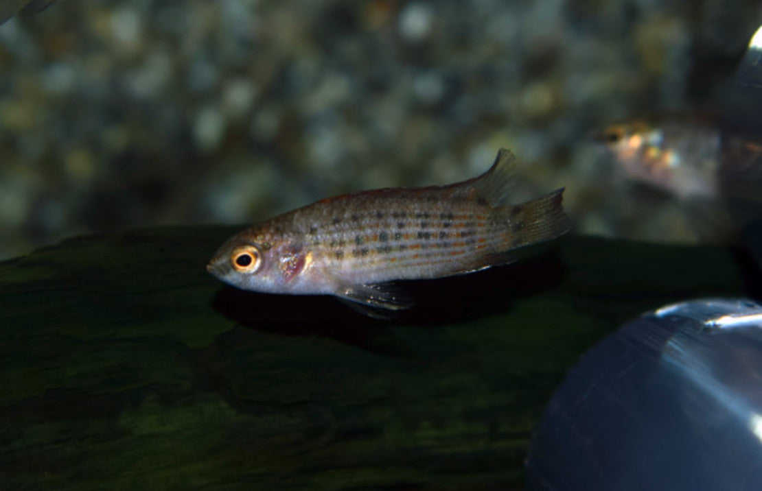 Badis Ruber M Burmese Dwergbaars