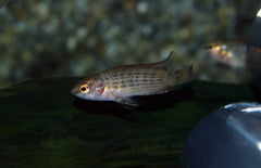 Badis Ruber M Burmese Dwergbaars