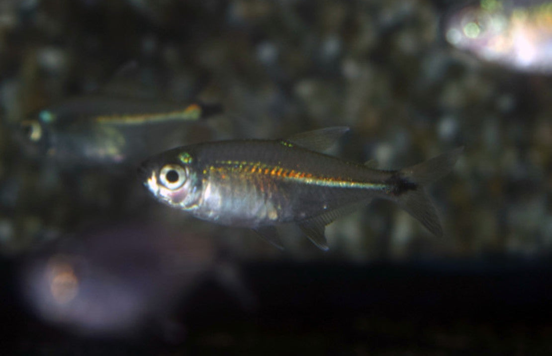 Moenkhausia Bonita M Zalm Bonita