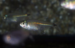 Moenkhausia Bonita M Zalm Bonita