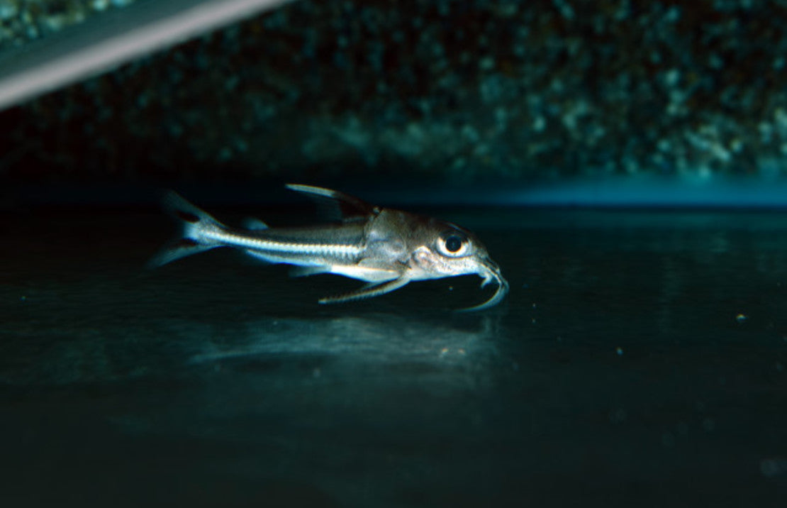 Tenellus trimaculatus S Meerval Trimaculatus