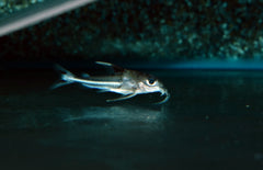 Tenellus Trimaculatus S Meerval Trimaculatus